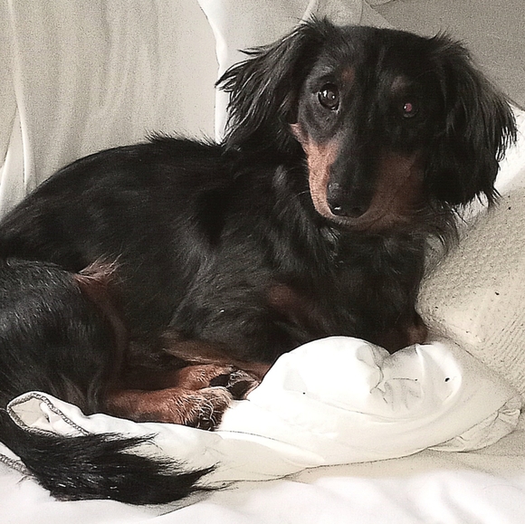 Meet your Posher, Kristine - Picture 2 of 5